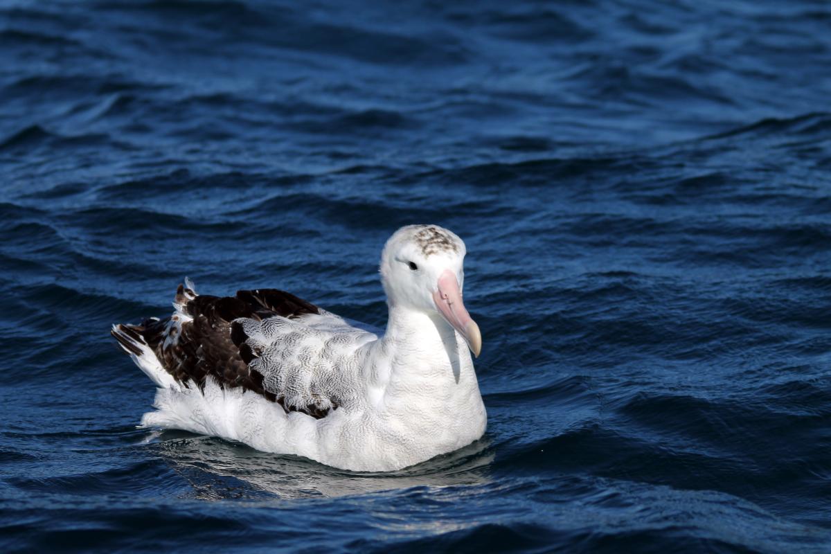 Wandering Albatross (Diomedea exulans)